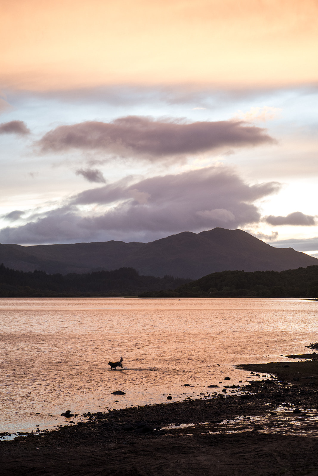A dog splashing through Loch Venachar at sunset